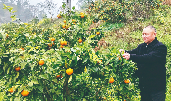 荒山变身花果山 柑橘映红致富路-丰都新闻网