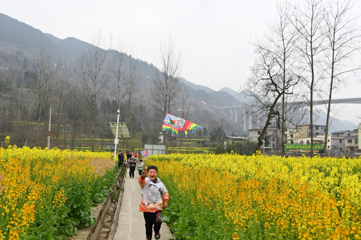 铜鼓镇油菜花开醉游人