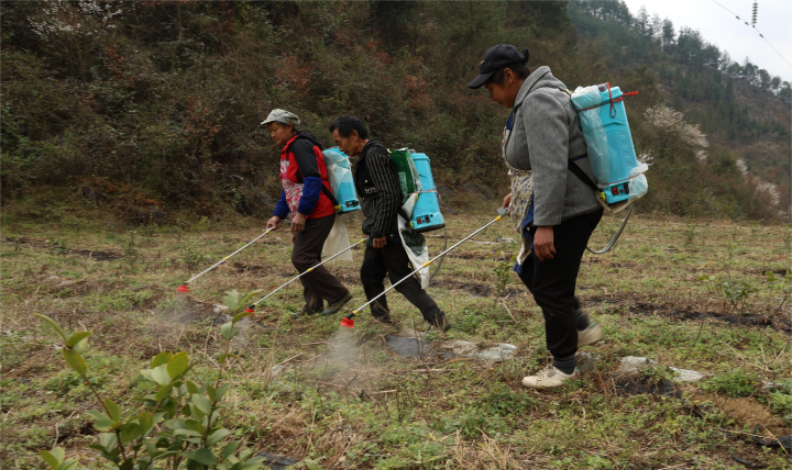 村民在油茶基地里喷洒除草剂.jpg