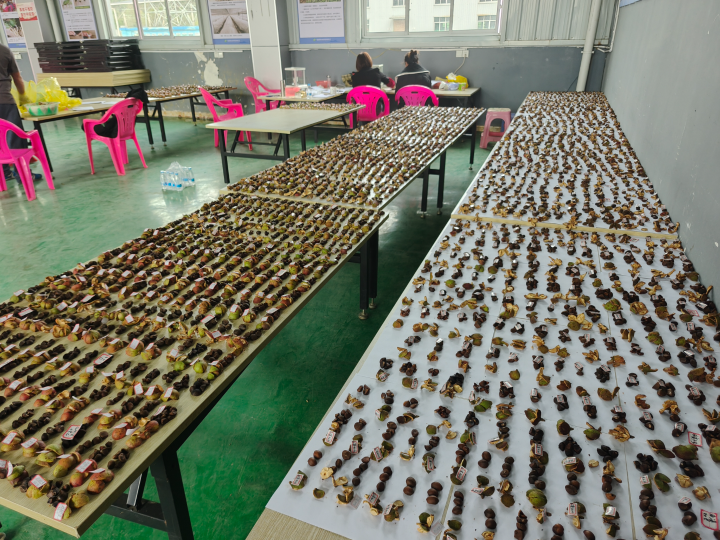 油茶单果指标检测1.jpg