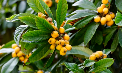 合川古楼枇杷成熟 采果尝鲜正当时