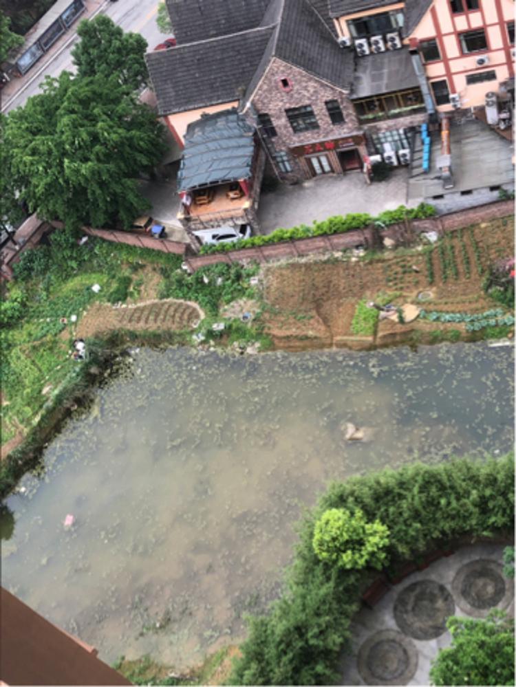 重庆万盛万东镇永利豪庭未开发空地种植庄稼形成水池正文