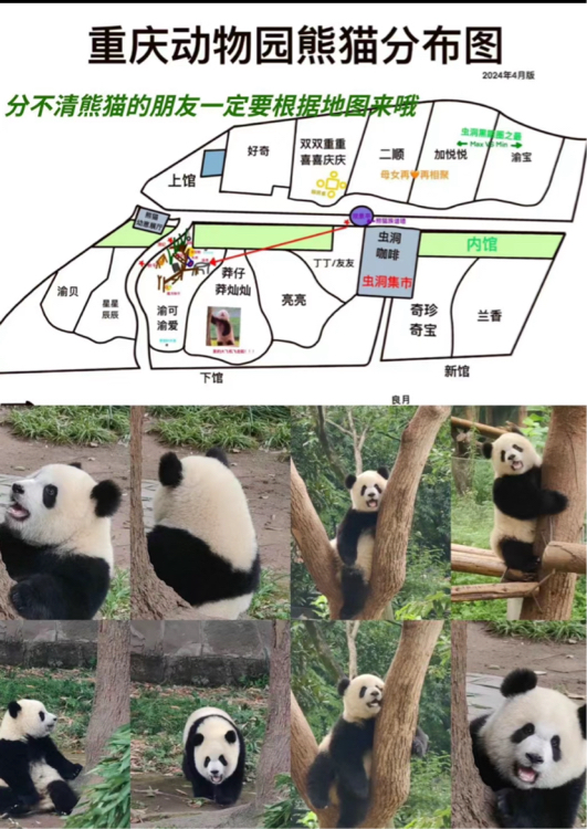 重庆动物园熊猫馆环境提升