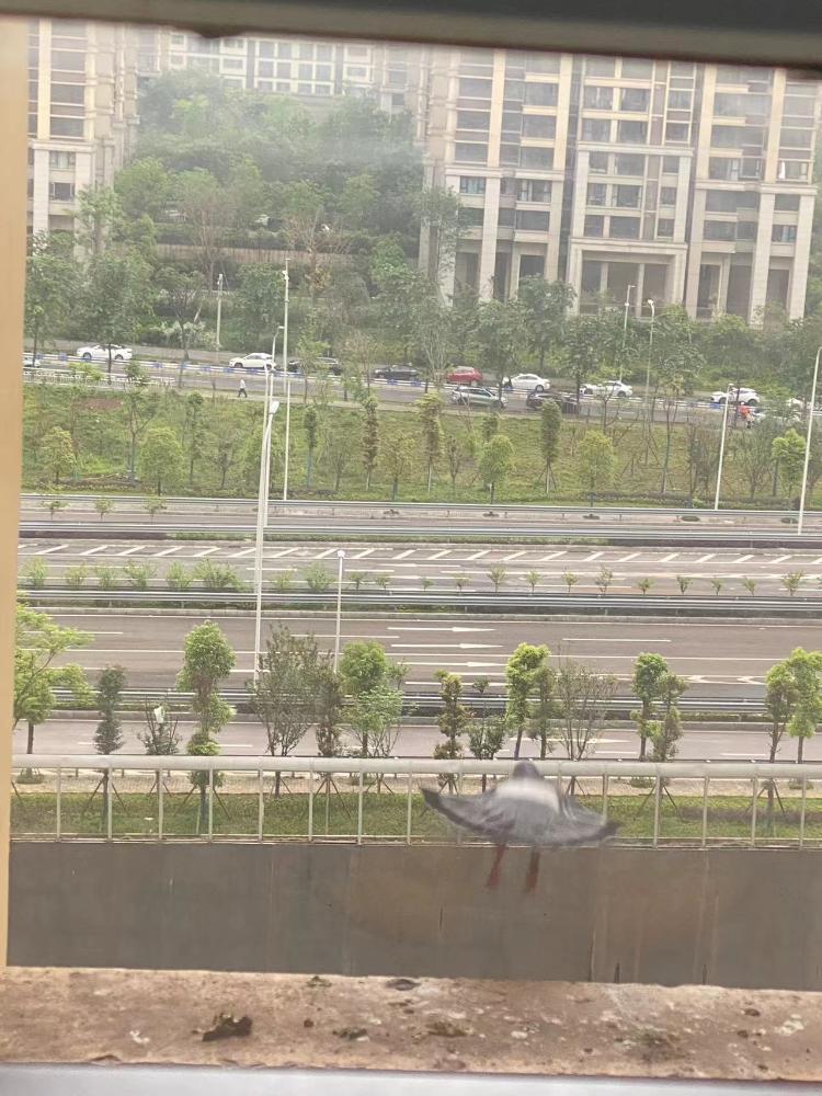 居民楼饲养鸽子噪音扰民