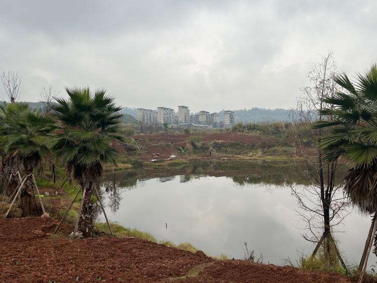 璧山御湖沿湖岸边大肆种菜,全面危胁湖环境!
