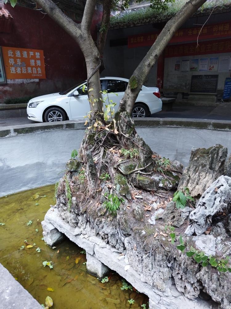 江津太子寺的黄桷树谁来救救它正文