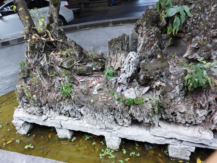 江津太子寺的黄桷树谁来救救它正文