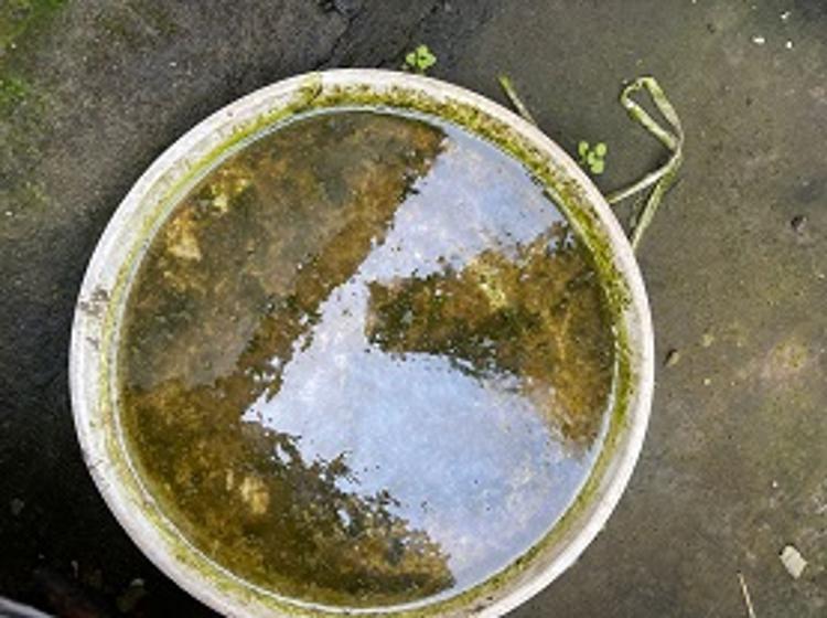 小区个别业主违规占用公共楼顶种菜造成毒虫乱窜粪水横