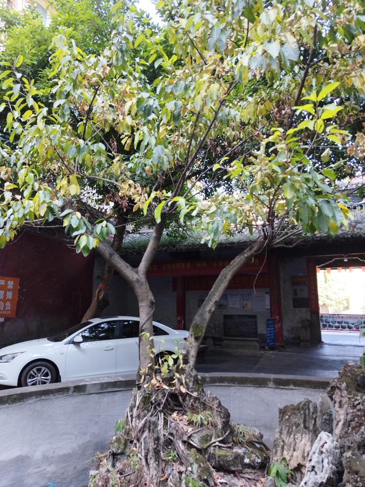 江津太子寺的黄桷树谁来救救它正文