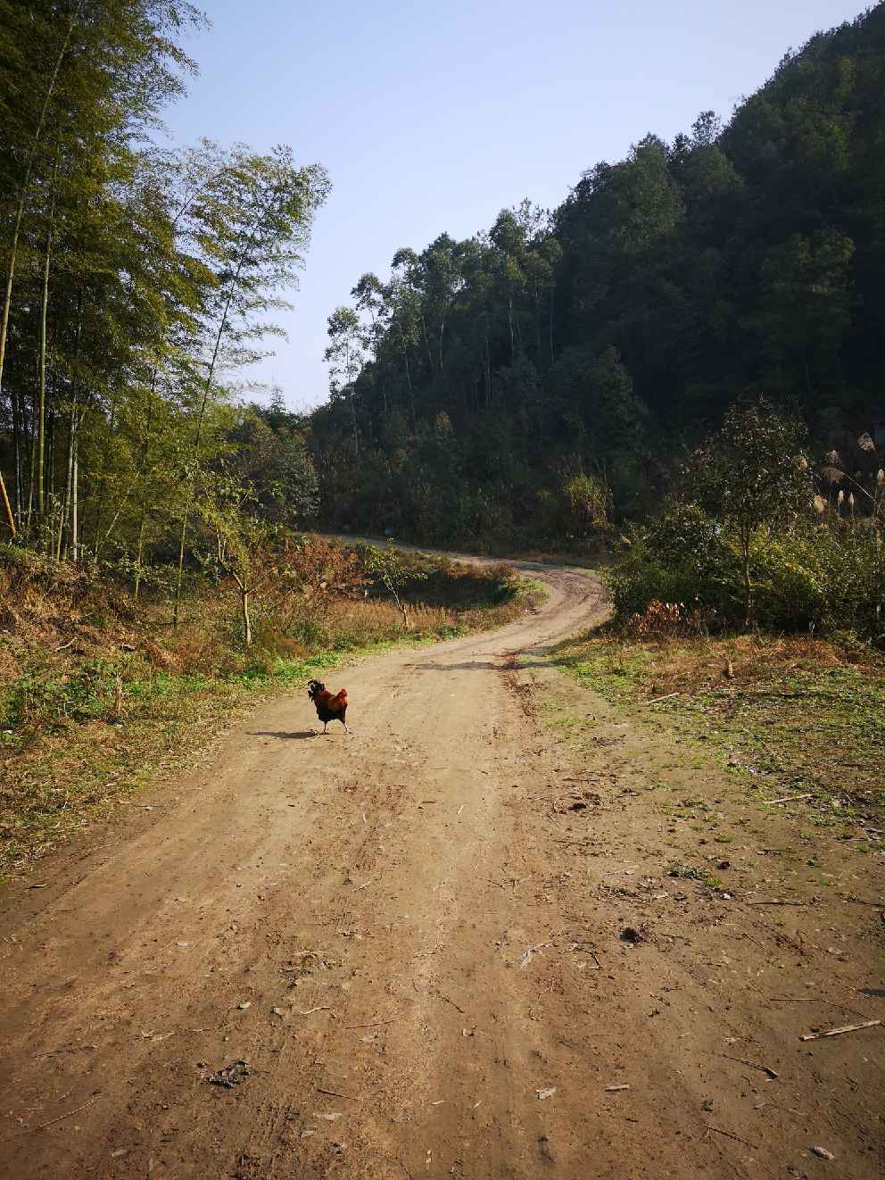 >農村公路問題(正文)