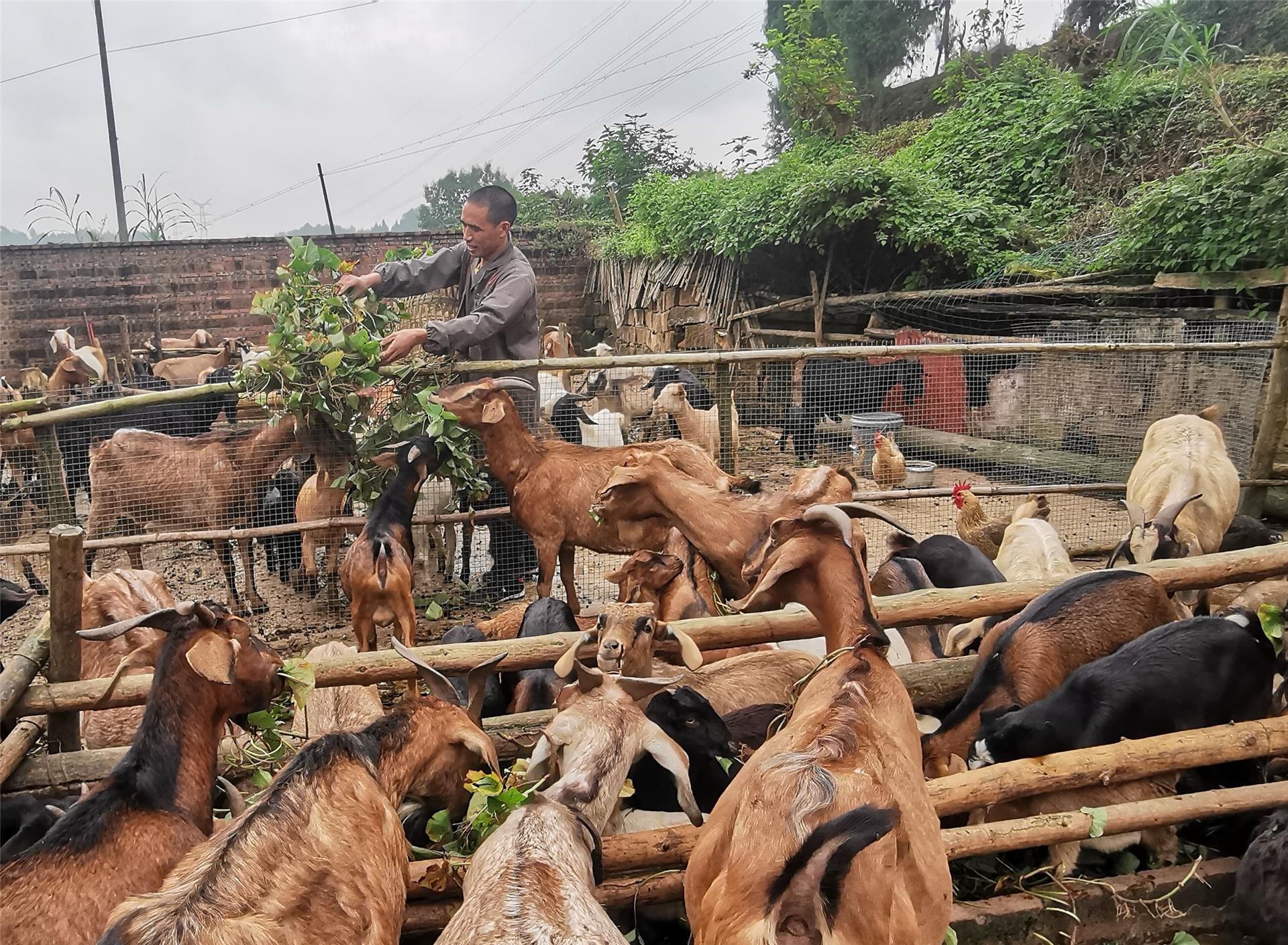 维新镇沿河村5组农民李妙伦是养羊大户,他既是协会理事,也是协会聘任