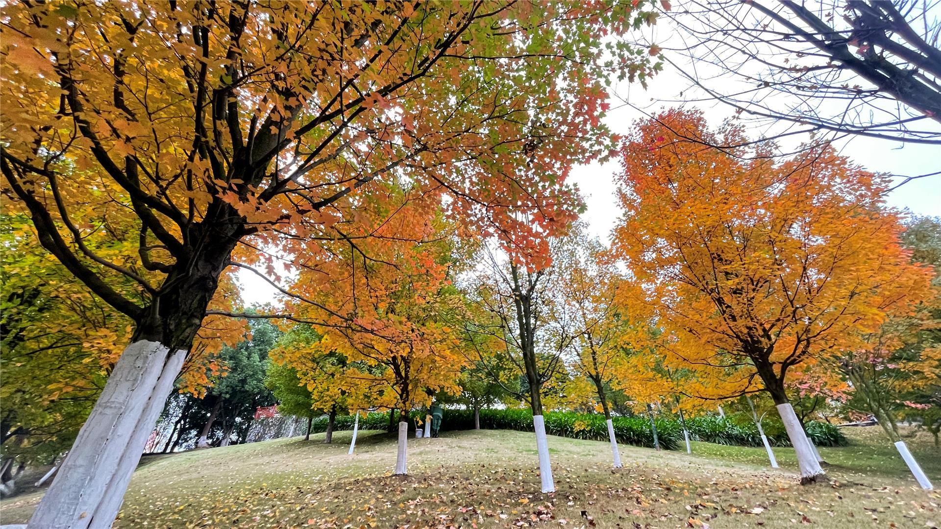 銅梁:人民公園“楓景”好