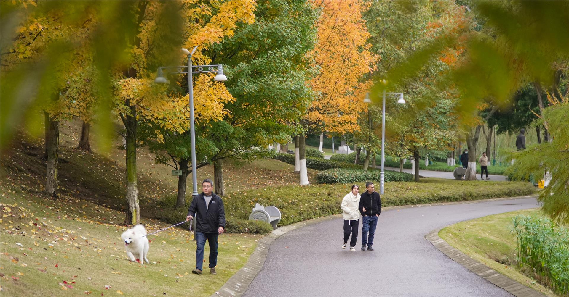 銅梁:人民公園“楓景”好
