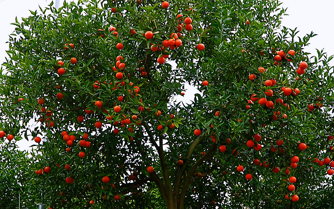 铜梁：60万斤沿河龙柑成熟 新鲜上市邀您来采摘