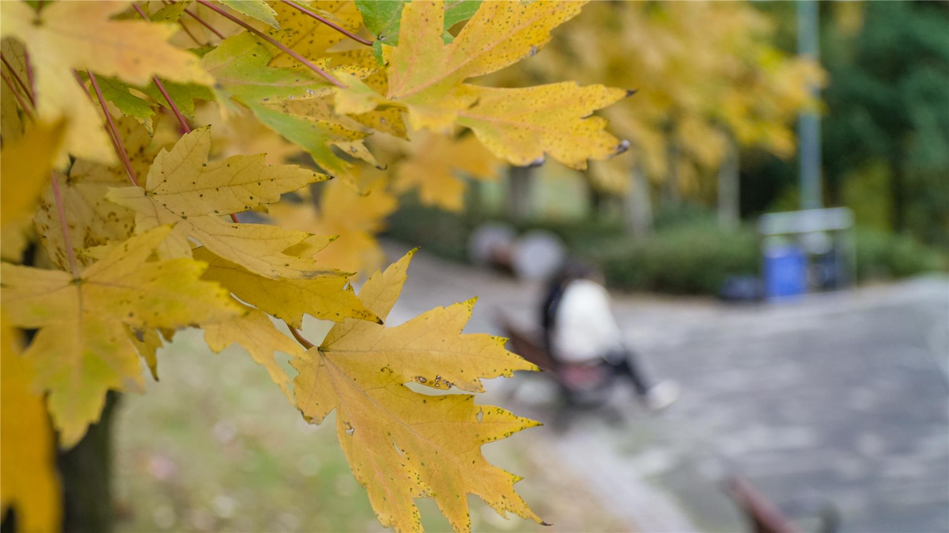 銅梁:人民公園“楓景”好