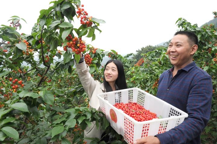 下周!璧山云雾山樱桃集中成熟,今年采摘要注意这些