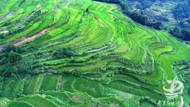 金声乡:实现产业兴环境美 绘就美丽乡村新图景-社会-忠县-新闻中心-忠