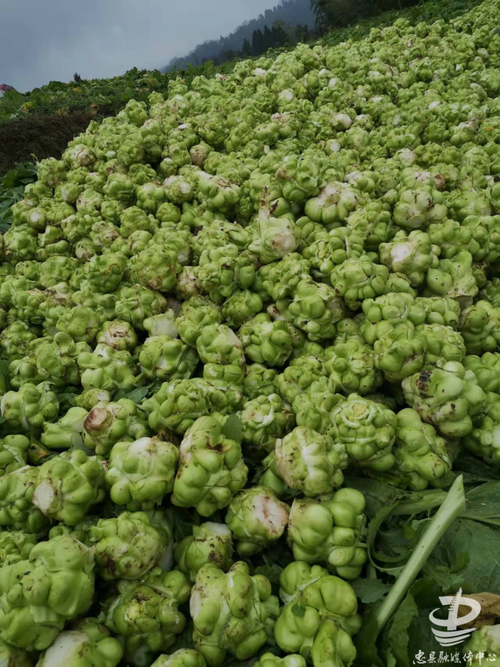 助力增收小小菜头的代表情怀