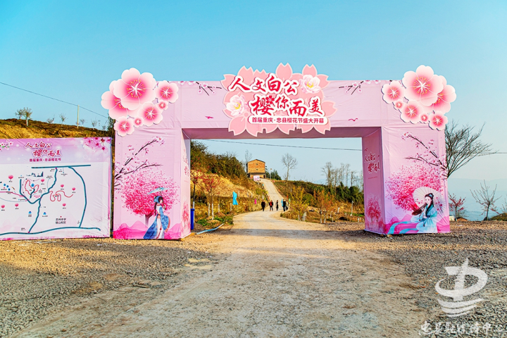 樱花免费看首届忠县樱花节明日启幕