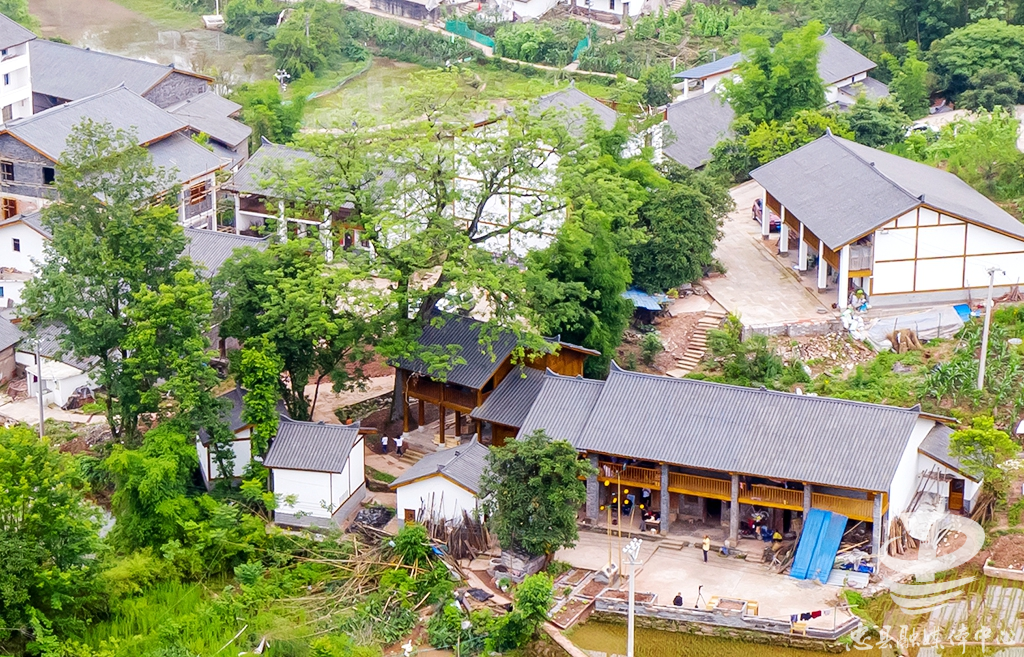 忠县竹山村有棵20多米高的皂角古树