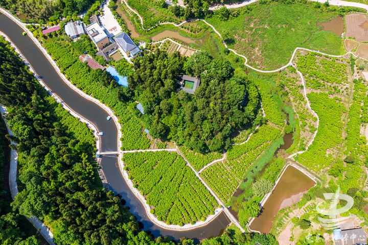 忠县马灌镇第七届桑葚采摘节启幕