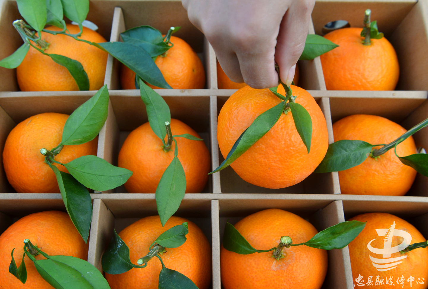 87万吨,综合产值40亿元,柑橘产业已成为忠县最大的特色骨干产业,持续