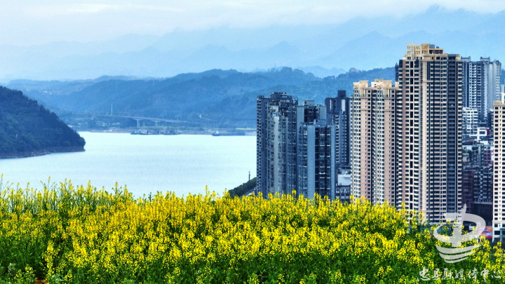 忠州美忠县复兴镇水坪社区金色田野花似海