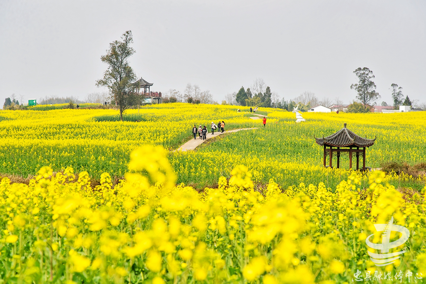 菜花节图片