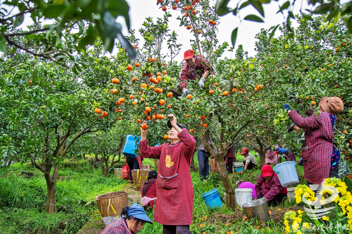 三峡橘海柑橘获丰收远销俄罗斯