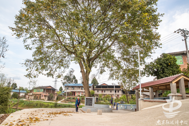 保护大树永丰镇92名村民踊跃捐款