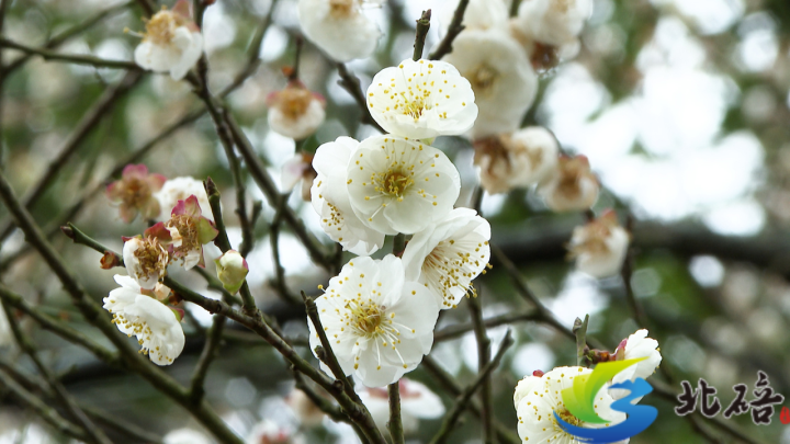 五彩梅花迎春开春节赏花正当时