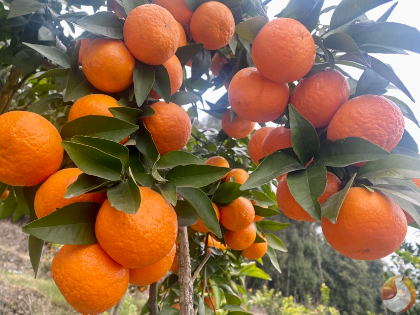 4亿元.小小的沃柑树结出的不仅是丰收"甜蜜