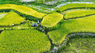 優質水稻喜開鐮 稻浪翻滾迎豐收預計今年全區水稻機收面積將達到37萬畝