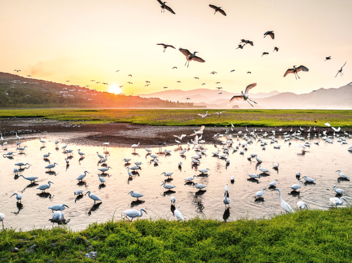 生態(tài)濕地 鷺鳥家園