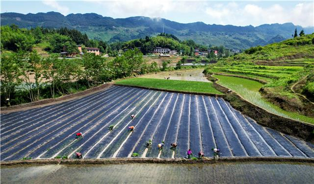 梁平蟠龙镇：1.1万亩高山水稻预计在本月底完成插秧