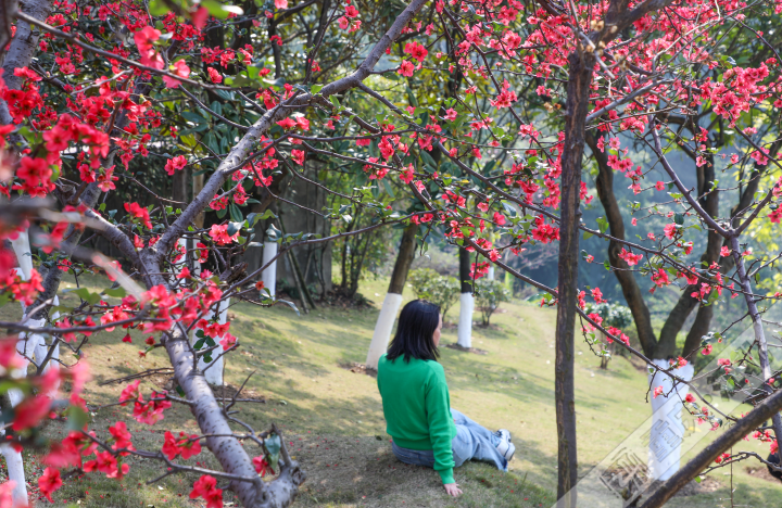 最是一年春好处 江北铁山坪里寻花踪