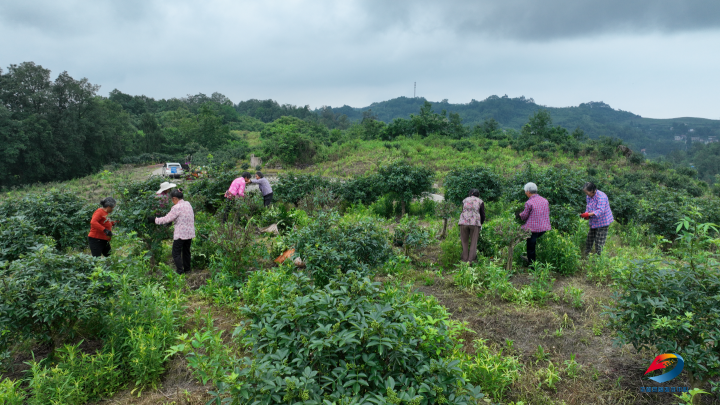 花椒丰收季!董家镇2.3万亩花椒喜获丰收-丰都新闻网