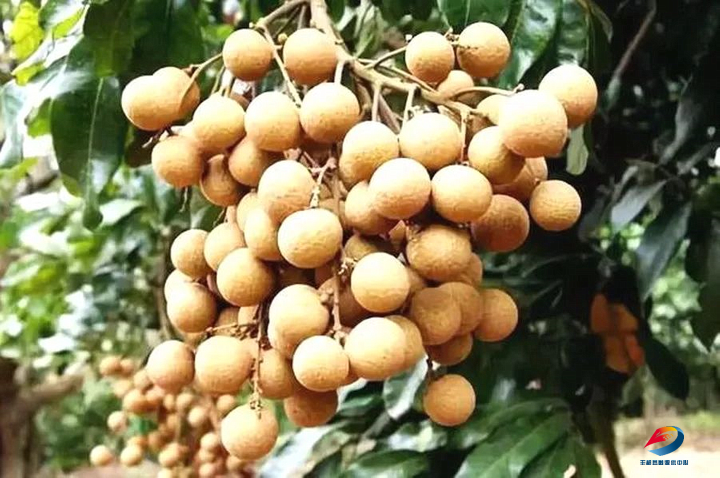 快来尝鲜,丰都龙眼"甜蜜"上市!-丰都新闻网
