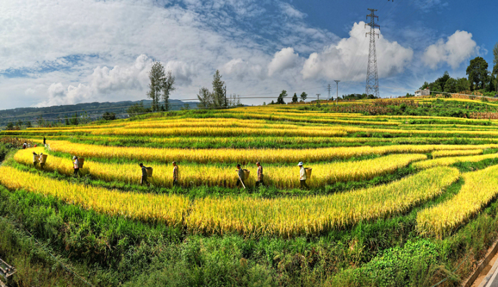 丰都栗子:丰收美景入画来!-丰都新闻网