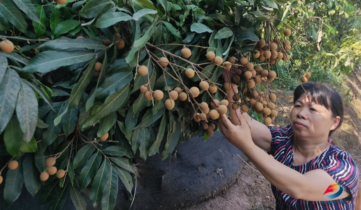 快来尝鲜,丰都龙眼"甜蜜"上市!-丰都新闻网