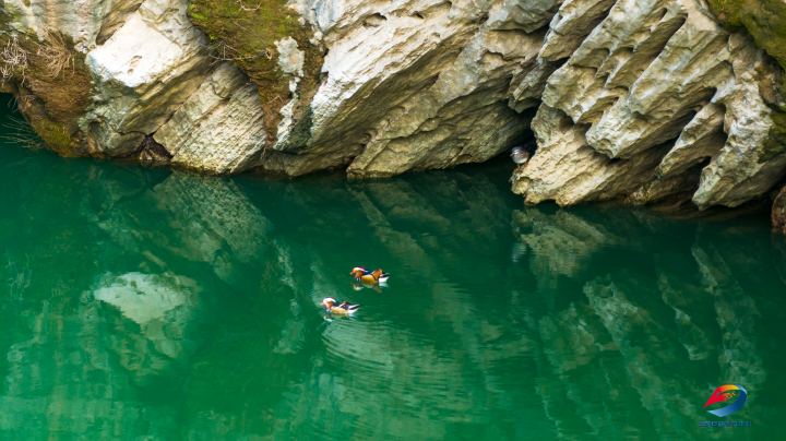 为静谧的湿地再添灵动之美纷纷现身龙河国家湿地公园鸳鸯,野鸭等多种
