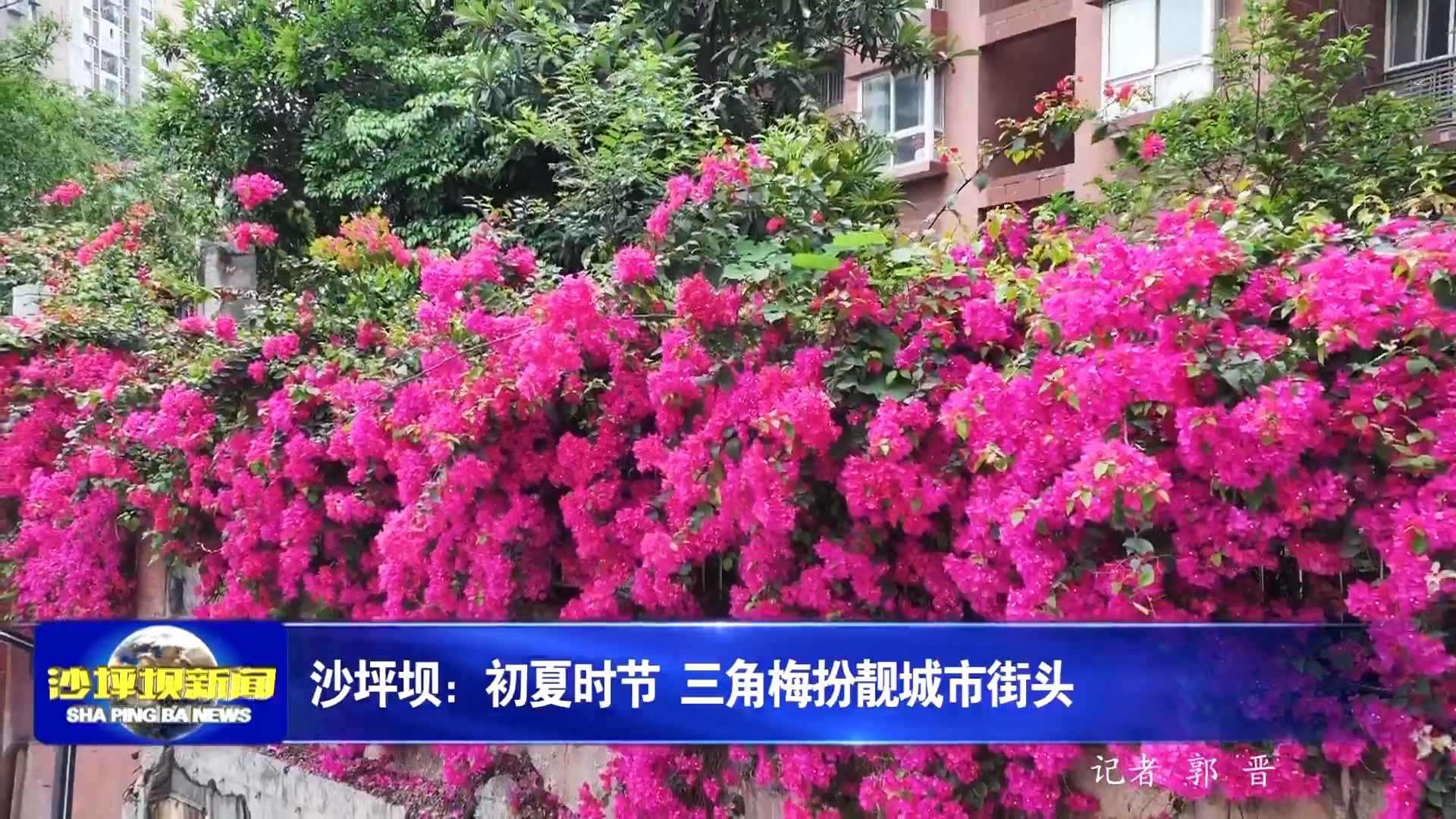 沙坪坝：初夏时节 三角梅扮靓城市街头