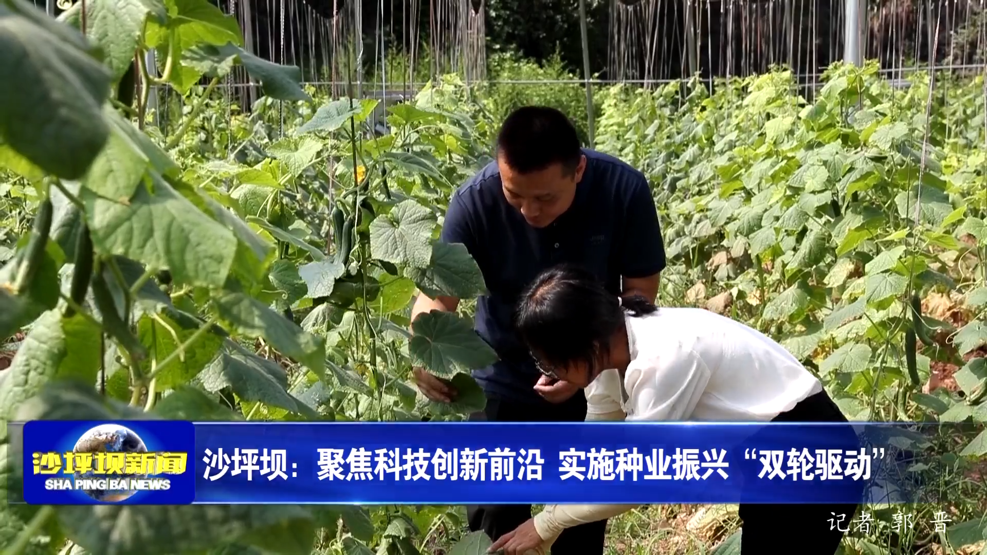 沙坪坝：聚焦科技创新前沿 实施种业振兴“双轮驱动”