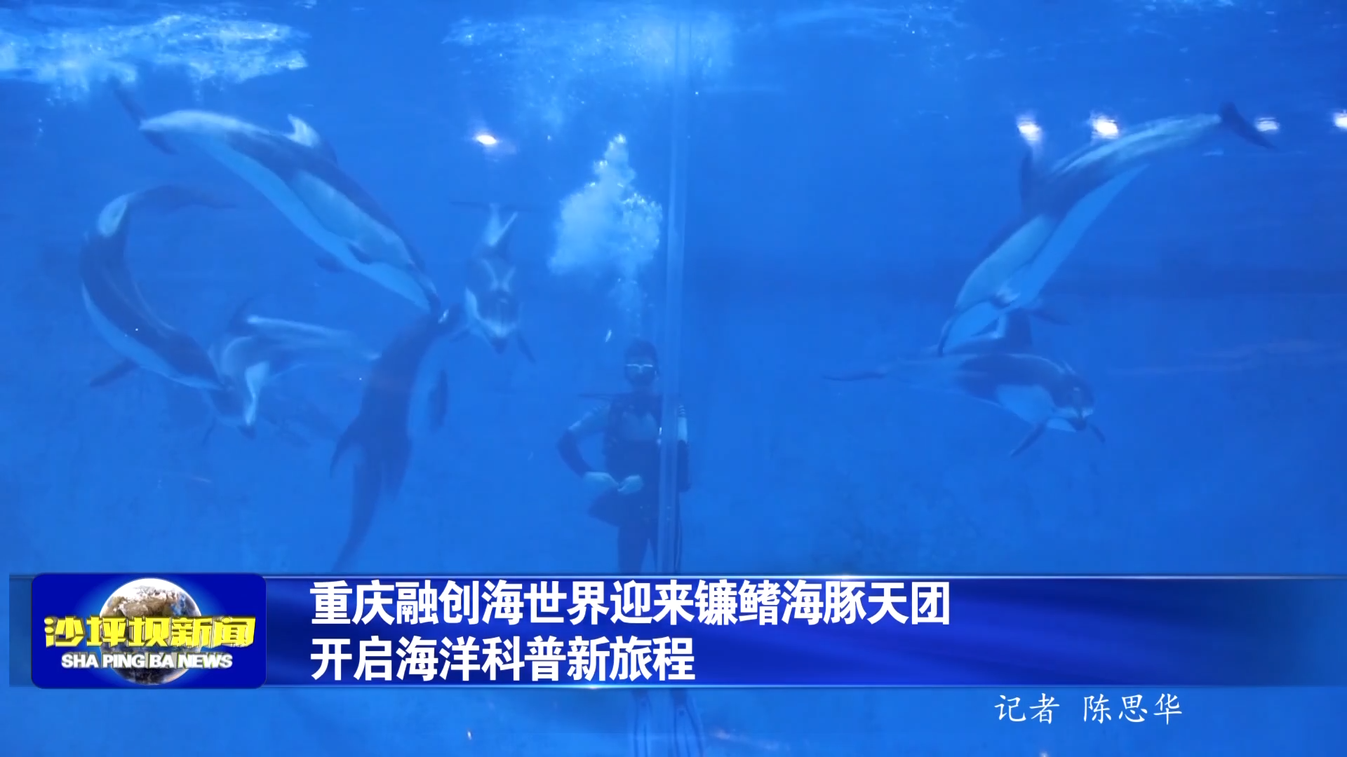 重庆融创海世界迎来镰鳍海豚天团开启海洋科普新旅程