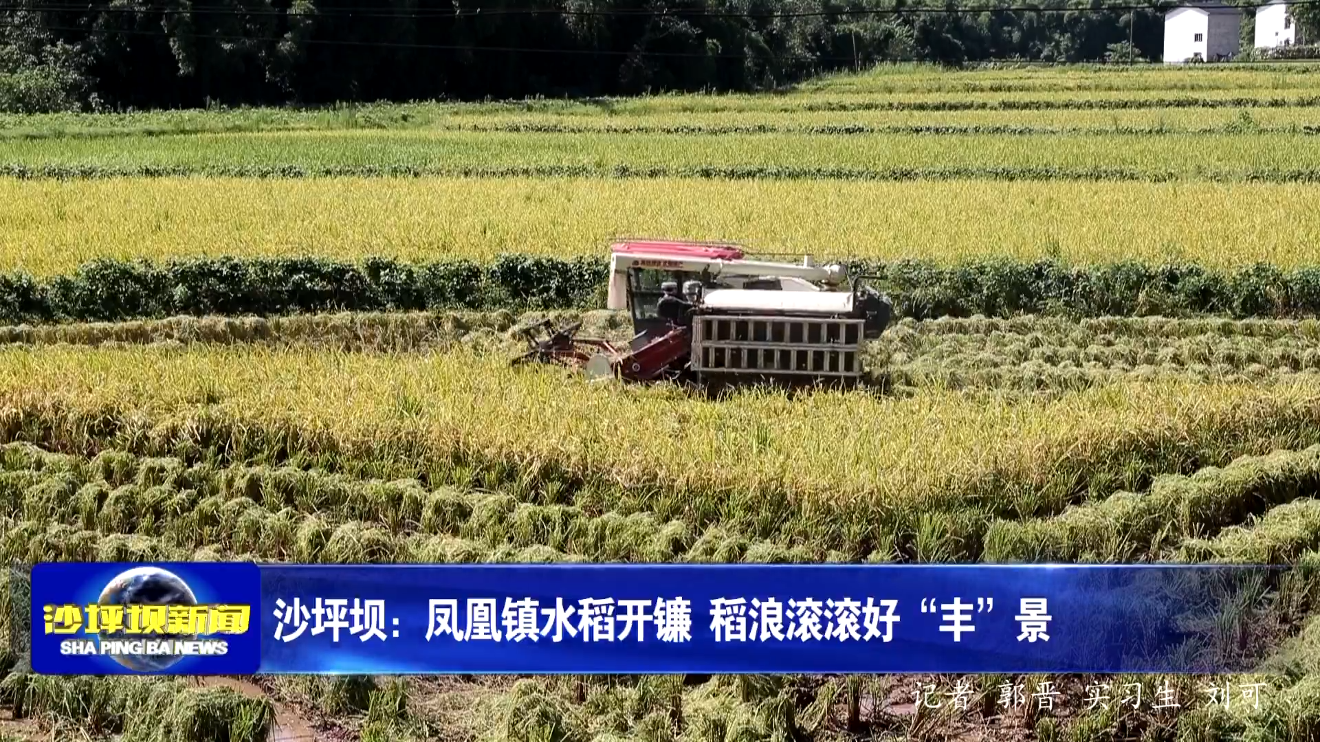 沙坪坝：凤凰镇水稻开镰 稻浪滚滚好“丰”景
