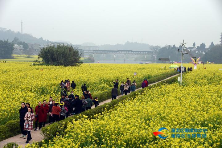 春天里的潼南|这个周末 13万游客打卡菜花节!