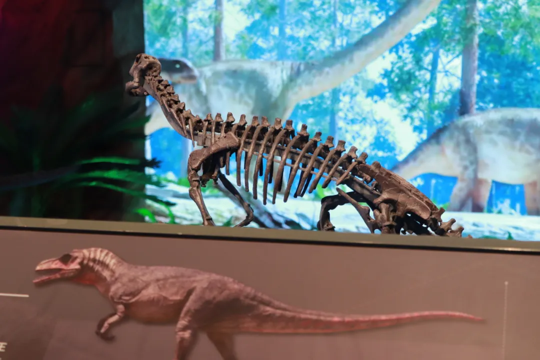 云阳地质公园博物馆走起!-重庆日报