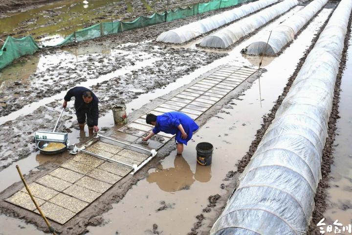 錢塘鎮:大力推廣水稻育秧播種新技術